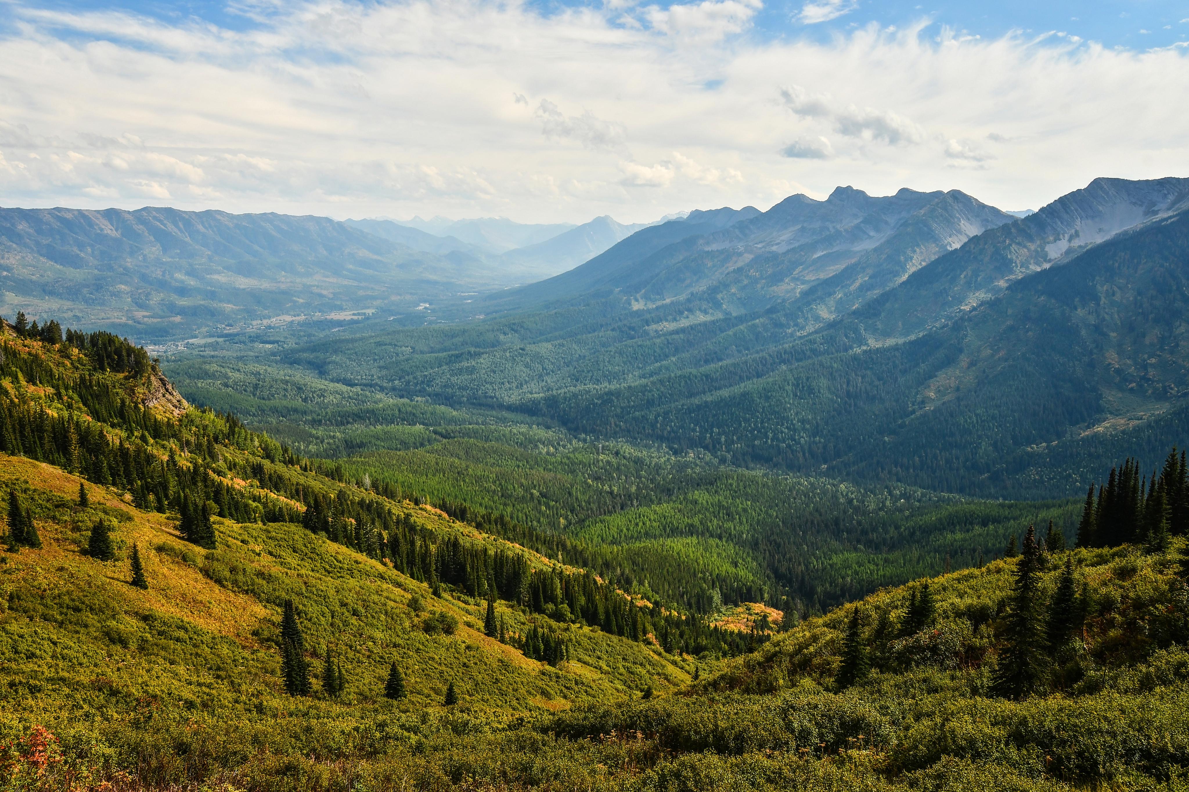 Pine trees on sunny mountain